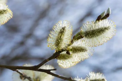 Willow Flowers Close Up Stock Photos