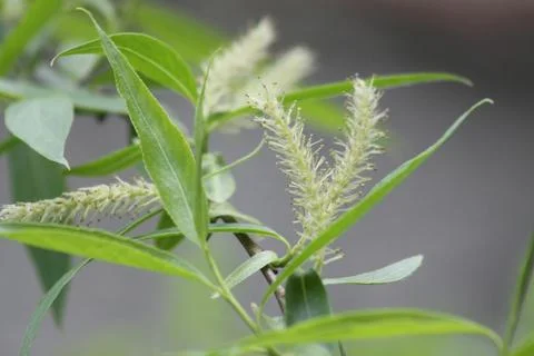 Willow flowers close-up with small leaf in background Stock-Fotos