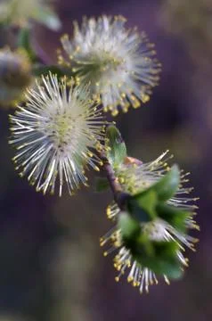 Willow flowers closeup Stock Photos