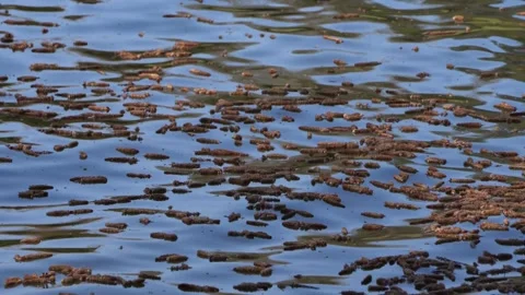  Willow flowers glide smoothly across the river water, Stock Footage 304913436