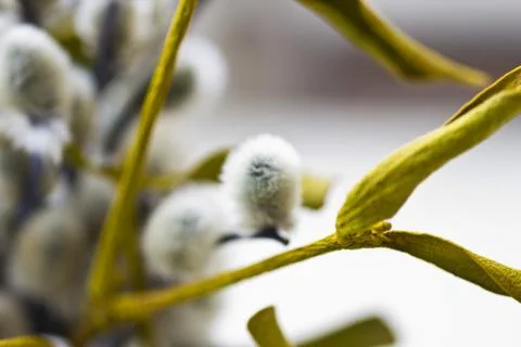 Willow flowers Stock Photos