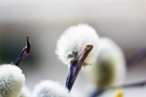 Willow flowers Stock Photos