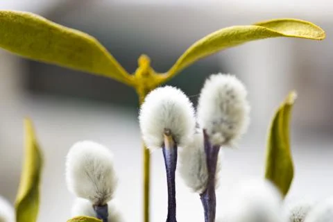 Willow flowers Stock Photos