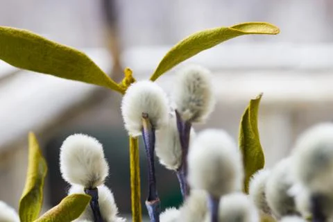 Willow flowers Stock Photos
