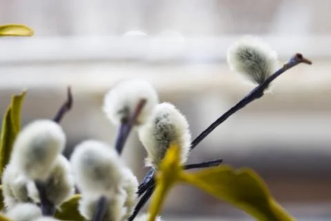 Willow flowers Stock Photos
