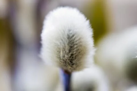 Willow flowers Stock Photos