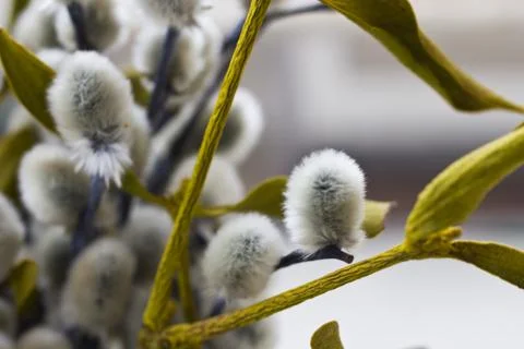 Willow flowers Stock Photos