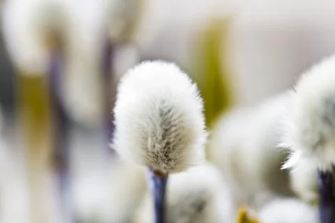 Willow flowers Stock Photos