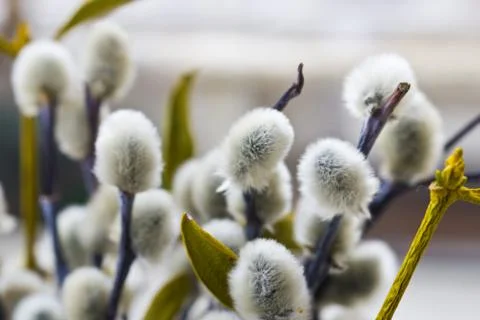 Willow flowers Stock Photos