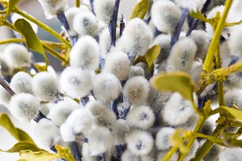 Willow flowers Stock Photos