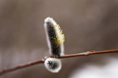 Willow flowers Stock Photos