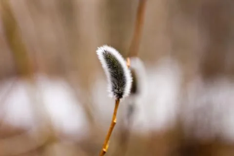Willow flowers Stock Photos
