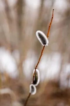 Willow flowers Stock Photos