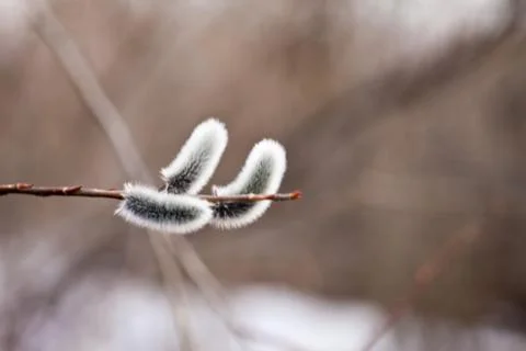 Willow flowers Stock Photos