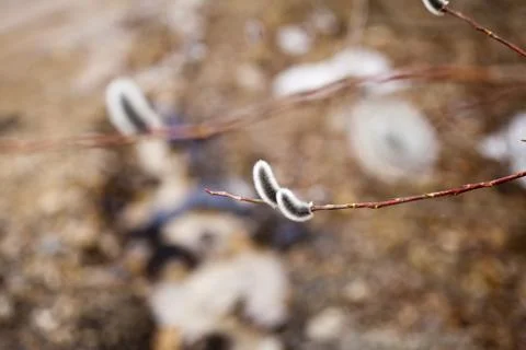 Willow flowers Stock Photos