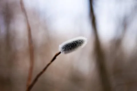 Willow flowers Stock Photos