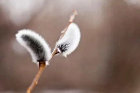 Willow flowers Stock Photos