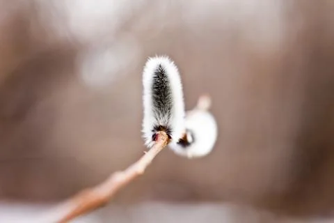 Willow flowers Stock Photos