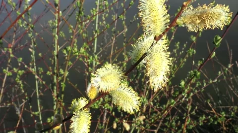 Willow flowers in springtime with lake background. Stock Footage 333047523
