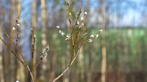 Willow flowers. The train is passing by. Stock Footage 194049758