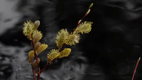 Willow flowers. Water flows at the background. Siberia. Salix. Stock Footage 269221190