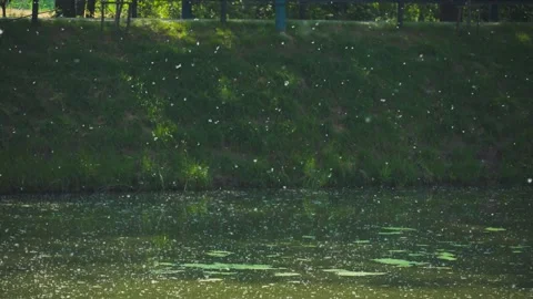 Willow Fluff Drifting Over Calm Pond Water in a Lush Summer Park Video stock 341997412