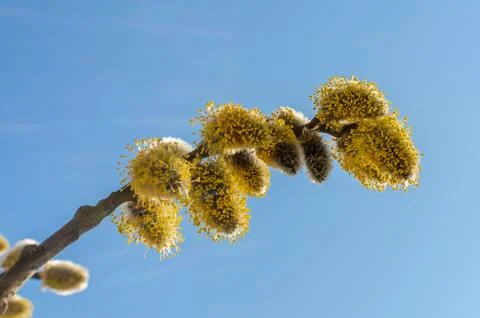 Willow fluffy buds bloomed in spring Stock Photos