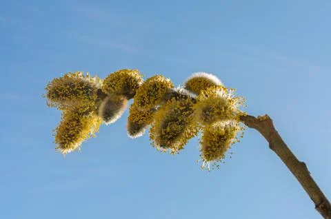 Willow fluffy buds bloomed in spring Stock Photos