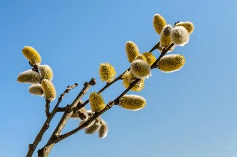 Willow fluffy buds bloomed in spring Stock Photos