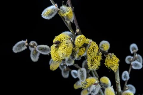 Willow fluffy buds bloomed in spring isolated on black background Stock Photos