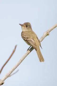 Willow flycatcher bird Stock Photos