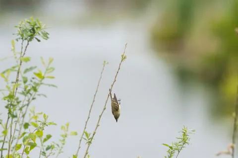 Willow Flycatcher in freefall Stock Photos