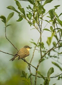 Willow Flycatcher Perched on Thin Branch in Green Foliage Stock-Fotos