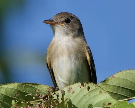 Willow Flycatcher Stock Photos