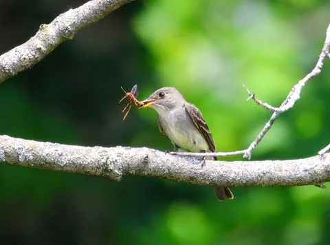 Willow Flycatcher with wasp Stock Photos