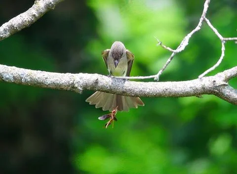 Willow Flycatcher with wasp Stock Photos