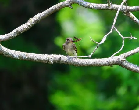 Willow Flycatcher with wasp Stock Photos
