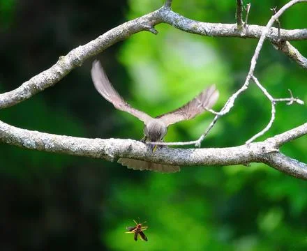 Willow Flycatcher with wasp Stock Photos