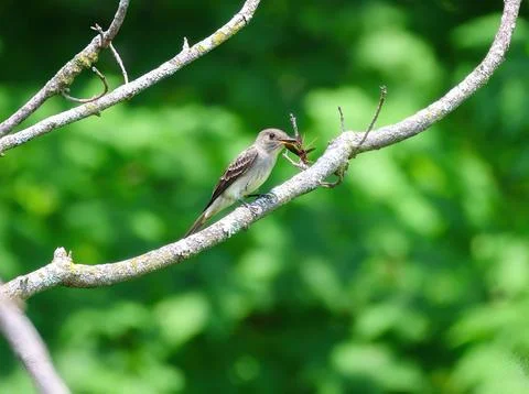 Willow Flycatcher with wasp Stockfoto's