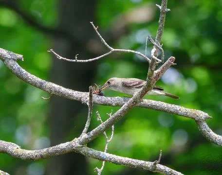 Willow Flycatcher with wasp Stock Photos