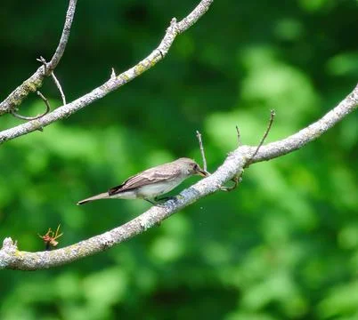 Willow Flycatcher with wasp Stockfoto's