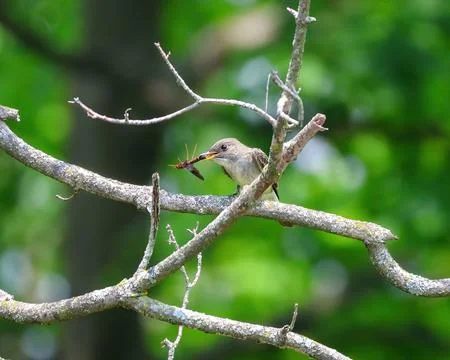 Willow Flycatcher with wasp Stock Photos