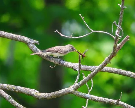 Willow Flycatcher with wasp Stock Photos