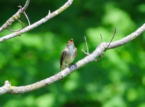 Willow Flycatcher with wasp Stock Photos