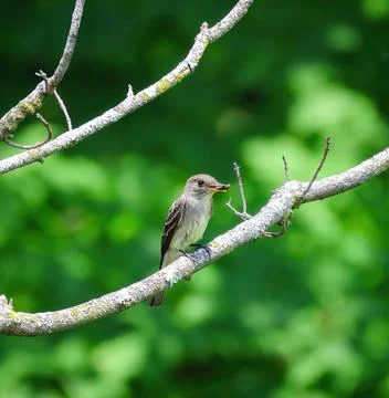 Willow Flycatcher with wasp Stockfoto's