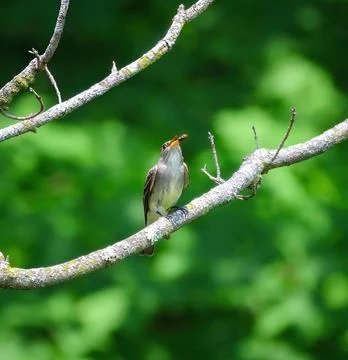 Willow Flycatcher with wasp Stockfoto's