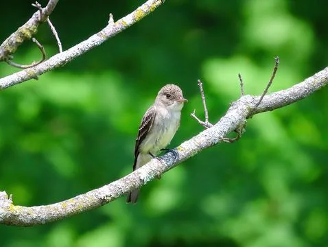 Willow Flycatcher with wasp Stock Photos