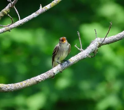 Willow Flycatcher with wasp Stock Photos