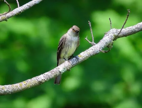 Willow Flycatcher with wasp Stock Photos