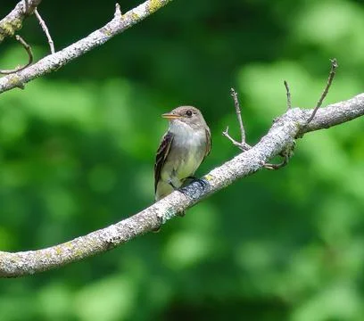 Willow Flycatcher with wasp Stock Photos